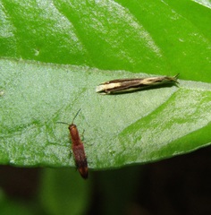 Erechthias chasmatias