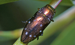 Diphucrania albosparsa