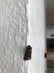 Noctuoidea