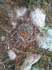 Echinofossulocactus pentacanthus