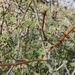 Acacia hamulosa