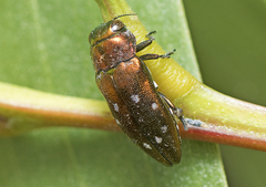 Diphucrania albosparsa