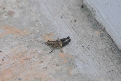 Traulia azureipennis