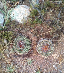 Echinofossulocactus pentacanthus
