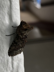 Noctuoidea