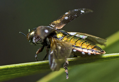 Diphucrania albosparsa