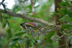 Treron curvirostra