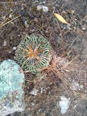 Echinofossulocactus pentacanthus