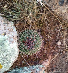 Echinofossulocactus pentacanthus