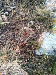 Echinofossulocactus pentacanthus