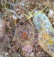 Echinofossulocactus pentacanthus