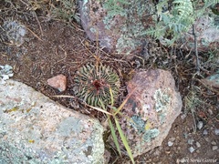 Echinofossulocactus pentacanthus