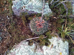 Echinofossulocactus pentacanthus