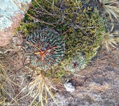 Echinofossulocactus pentacanthus