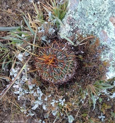 Echinofossulocactus pentacanthus