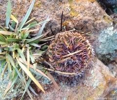 Echinofossulocactus pentacanthus