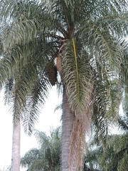 Acrocomia intumescens