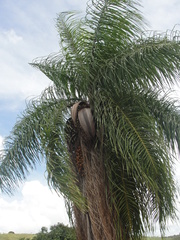 Acrocomia intumescens