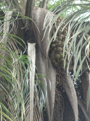 Acrocomia intumescens