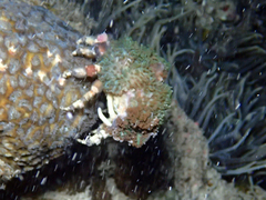 Cyclocoeloma tuberculatum