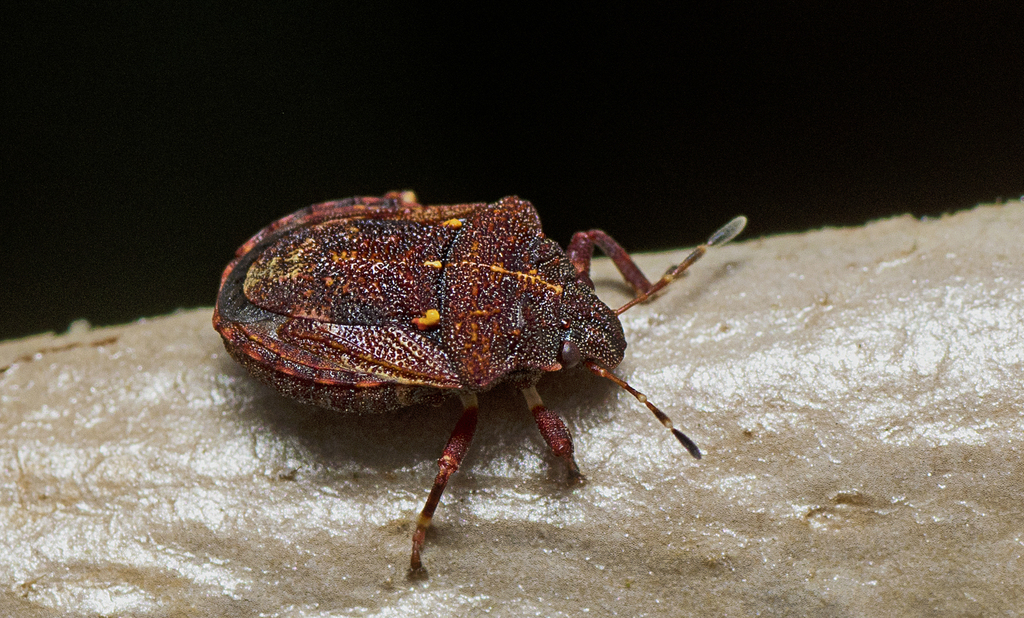 Protestrica subpunctata