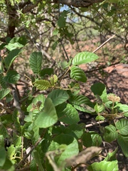 Vitex patula