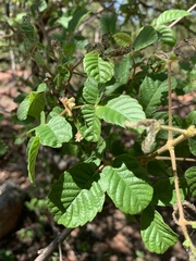 Vitex patula