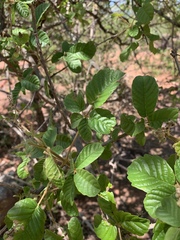 Vitex patula