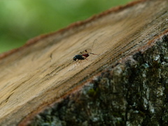 Aulacidae