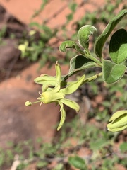 Vangueria dryadum