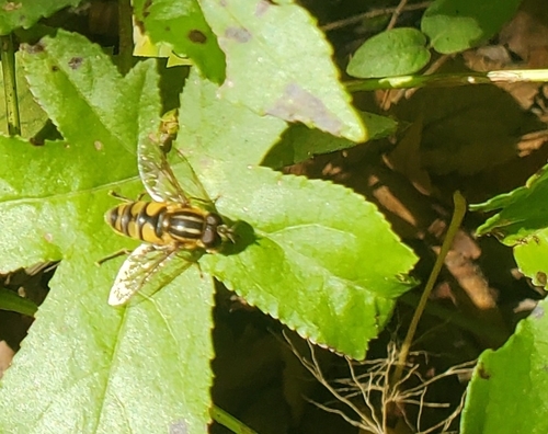 Unknown species found near Arkansas, US