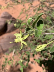 Vangueria dryadum