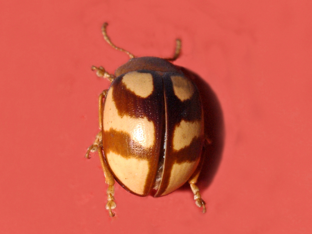 Platyphora testudo