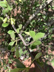 Vangueria dryadum