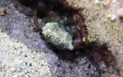 Hapalochlaena lunulata