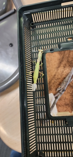 Mediterranean mantis