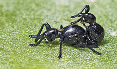 Rhynolaccus formicarius