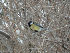 Parus major