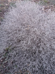 Mentzelia oligosperma