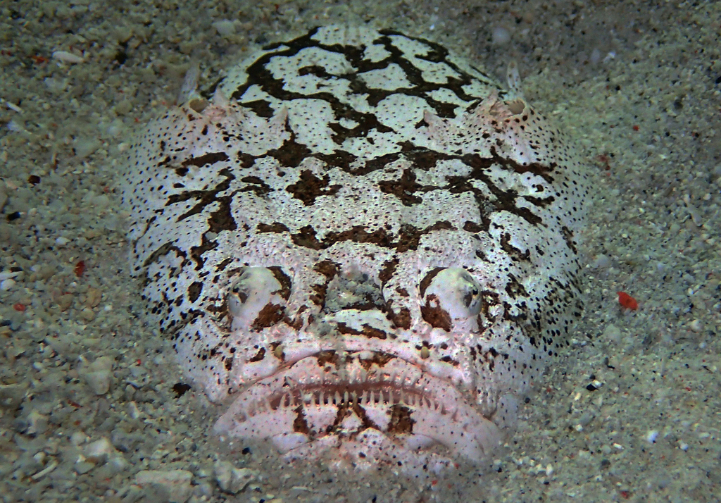 Uranoscopus