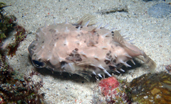 Cyclichthys orbicularis