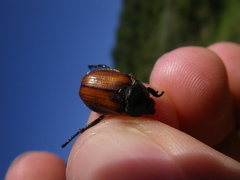 Anisoplia