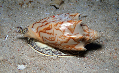 Cymbiola vespertilio