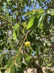 Pseudolachnostylis maprouneifolia