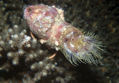 Calliactis polypus