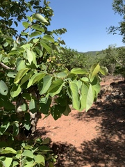 Pseudolachnostylis maprouneifolia