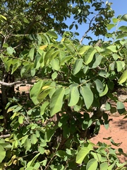 Pseudolachnostylis maprouneifolia