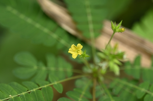 little tree plant (Biophytum sensitivum)