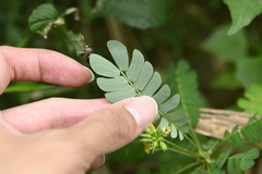 Biophytum sensitivum, photograph (c) 曾昱承 Yu-Cheng Zeng, some rights reserved (CC BY)