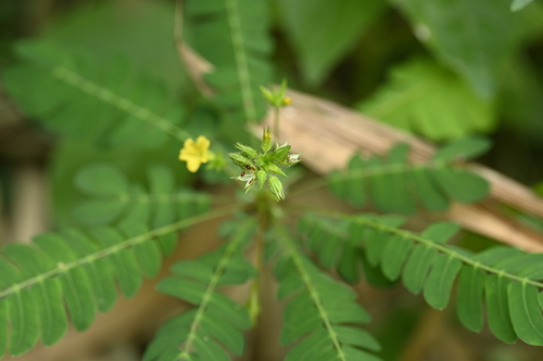 Biophytum sensitivum, photograph 6